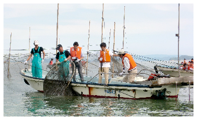 環境保全団体と連携した漁業体験